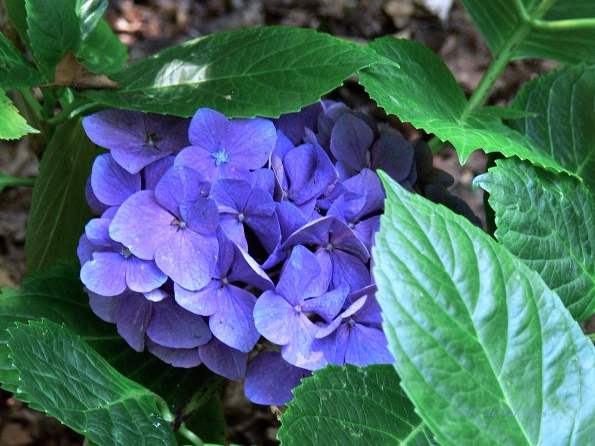 Bois des Moutiers  (87) Summer 2012